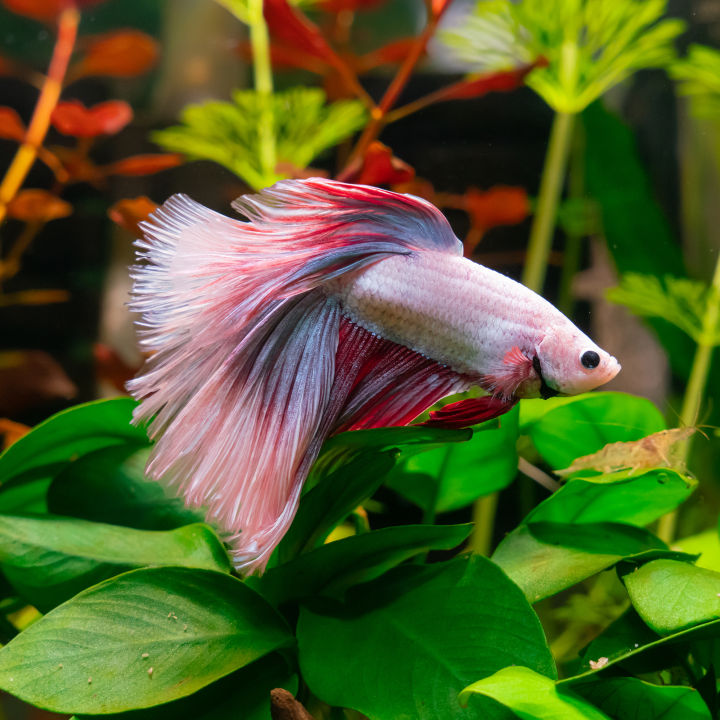 Betta Fish Tank Accessories Cs Betta Hammock Bed Leaf Silk