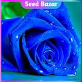 All season Blue rose flower seeds 8 pice + gift.