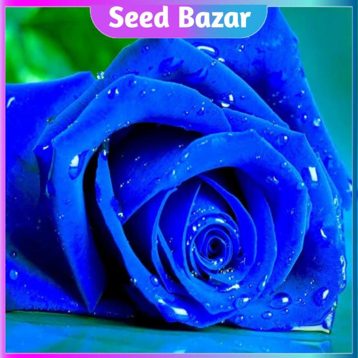 All season Blue rose flower seeds 8 pice + gift