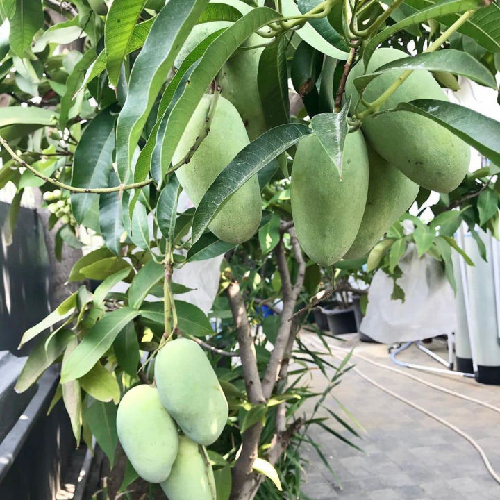 Amrapali mango Tree Asia's largest plantation