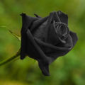 12 pice black rose flower seeds. 