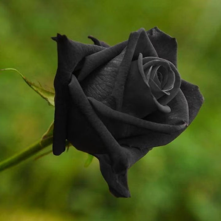12%20pice%20black%20rose%20flower%20seeds%20-%20Image%202
