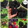 Dwarf 30 Pcs Natural Black Mulberry Seeds - 30 Pcs Seeds. 