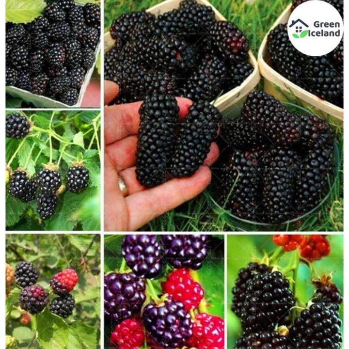 Dwarf 30 Pcs Natural Black Mulberry Seeds - 30 Pcs Seeds