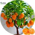 Orange Fruit Tree Seeds- 10 Pcs Seeds. 