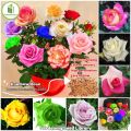 Global Mixed Rainbow Roses Flower Seeds - 30 Pcs Seeds. 