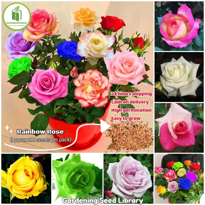 Global%20Mixed%20Rainbow%20Roses%20Flower%20Seeds%20-%2030%20Pcs%20Seeds%20-%20Image%202