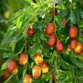 5 Pcs Jujube Seeds Real Exotic Fruit Jujube Seeds Bonsai Natural Healthy Delicious Organic Beautiful Easy Grow Perennial Plant. 