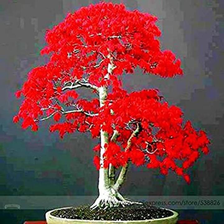 All Season Canada Mini Red Maple Bonsai Seeds - 15 Pcs Seeds | Daraz.com.bd