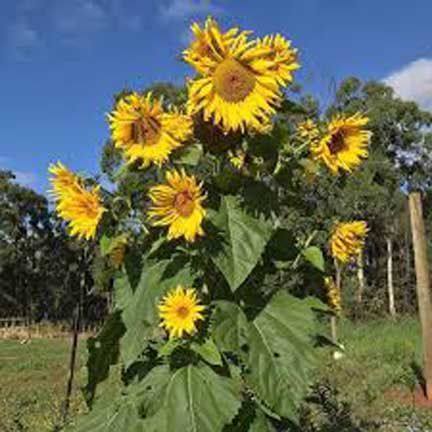 Sunflower%20Tree%20Seeds%20-25Pcs%20%20(Global%20Seeds)%20-%20Image%202