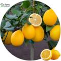 Natural Dwarf Lemon Tree Seeds - 5 Pcs Seeds (Global Seeds). 