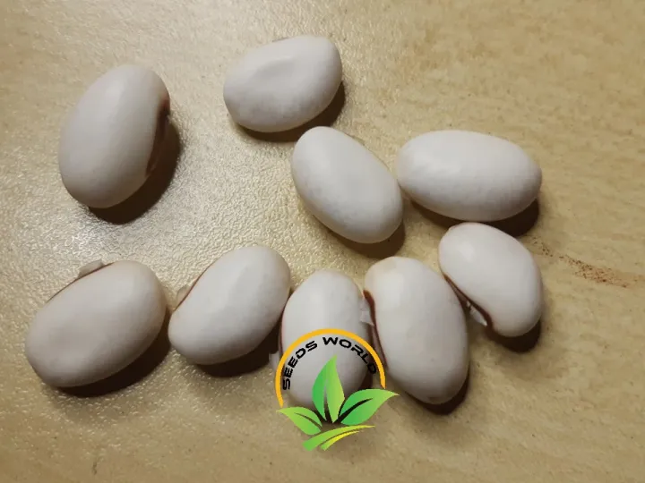 Sword%20Beans%20(Mow%20Sim)%20Traditional%20Seed-10%20Seeds%20/%20Bean%20Seeds%20-%20Seeds%20-%20Image%204