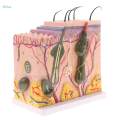 50X Human Anatomical Skin Model Subcutaneous Tissue Dissection Teach. 