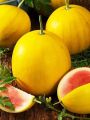 Yellow Lazy melon king watermelon bonsai red meat garden balcony potted vegetableS-10 pcs seedS. 