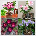 Bonsai Multicolor Single Petal Adenium Obseum Tree Seeds - 5pcs Seeds.