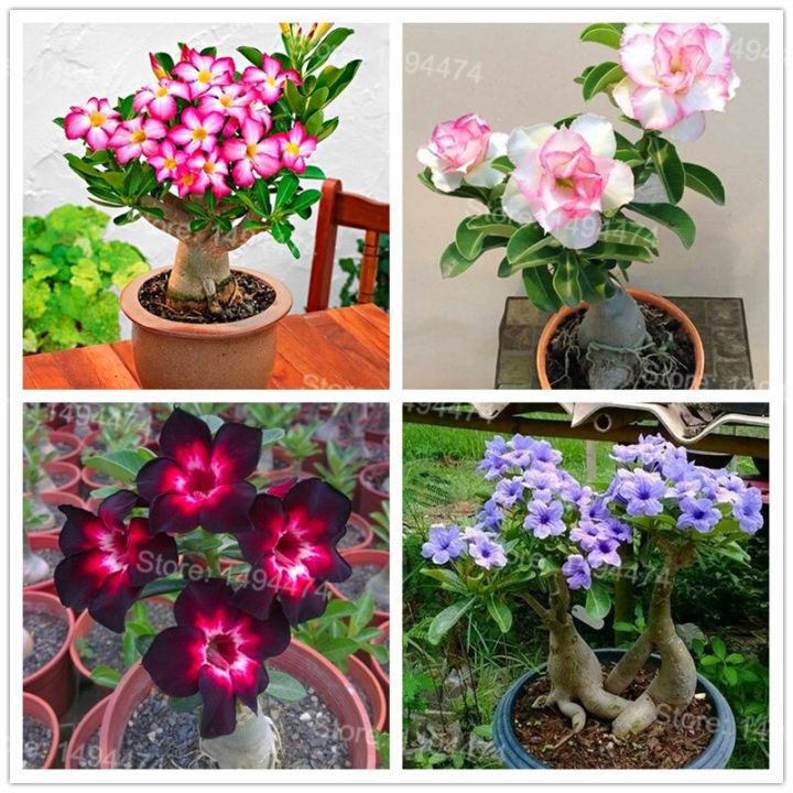 Bonsai%20Multicolor%20Single%20Petal%20Adenium%20Obseum%20Tree%20Seeds%20-%205pcs%20Seeds%20-%20Image%202