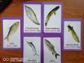 Fish Flash Card for Kids Early Learning 24 Cards. 