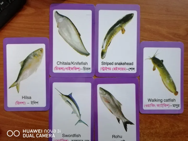 Fish%20Flash%20Card%20for%20Kids%20Early%20Learning%2024%20Cards%20-%20Image%206