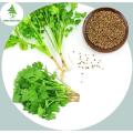 All Season Dhoniya Pata Seeds - 30 Pcs Seeds. 