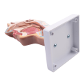 Human Anatomical Nasal Cavity Throat Anatomy Model For Science Classroom Study Display Teaching Model. 