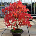 15pcs Canada Mini Red Maple Bonsai Garden Maple Tree Seeds.
