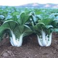 Bok Choy Seed - 05/10 gm Seed of Pok choy Bati Shak Seed - পক চয় বা বাটি শাকের বীজ.