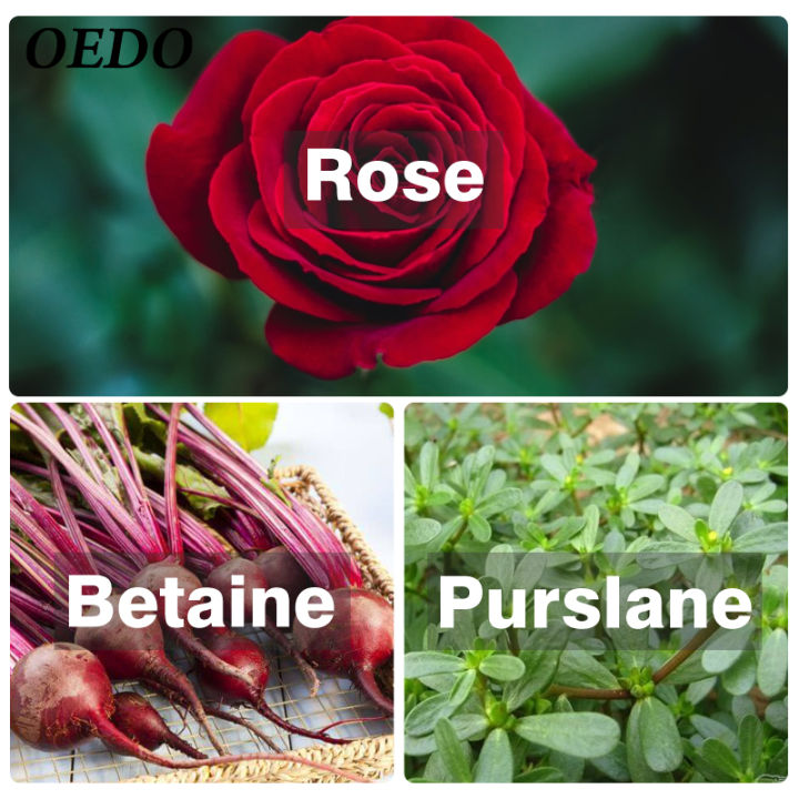 OEDO%20Rose%20Emulsion%20Contain%20Serum%20Anti%20Aging%20Skin%20Care%20Moisturizing%20Face%20Essence%20-%20Image%206