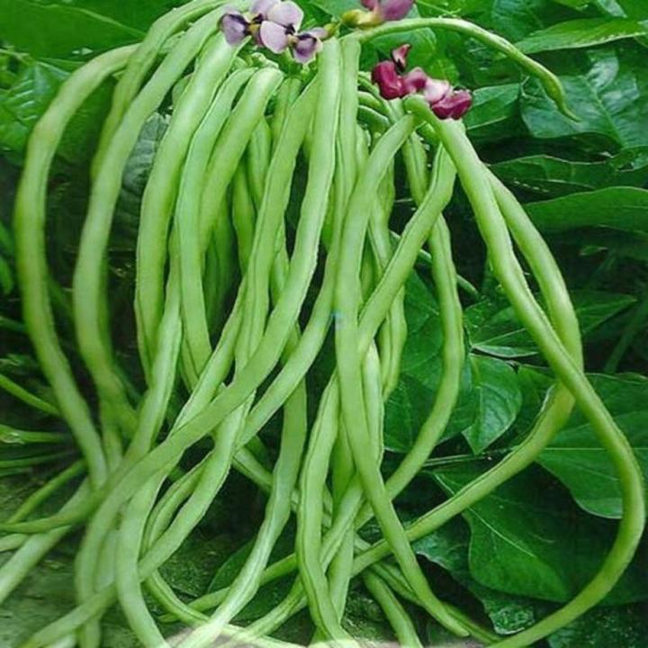 Real Summer Sementes Terrace Vegetable Long Bean Vine Codone Vigna Beans Vegetables plant & seeds