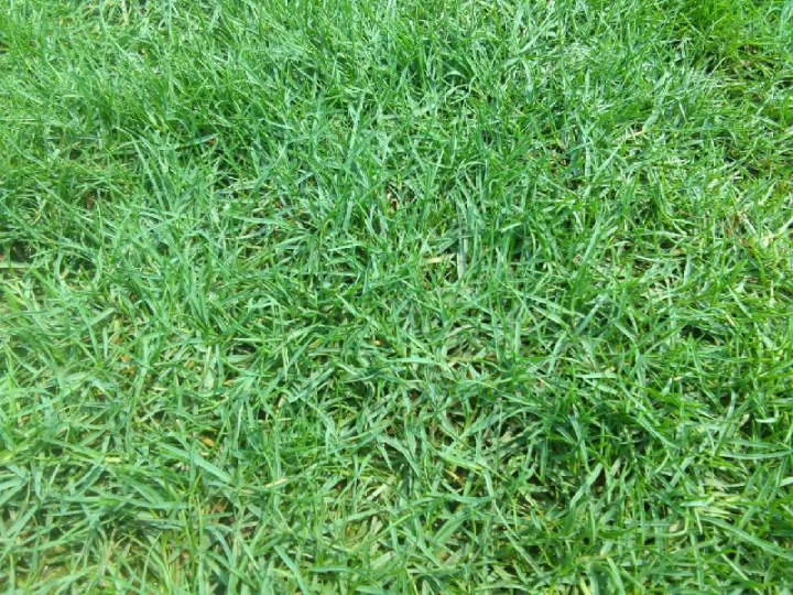Barmuda%20Grass%20Carpet%20Grass%20Seed%20-%2005/10%20gm%20%20Seed%20-%20Image%202