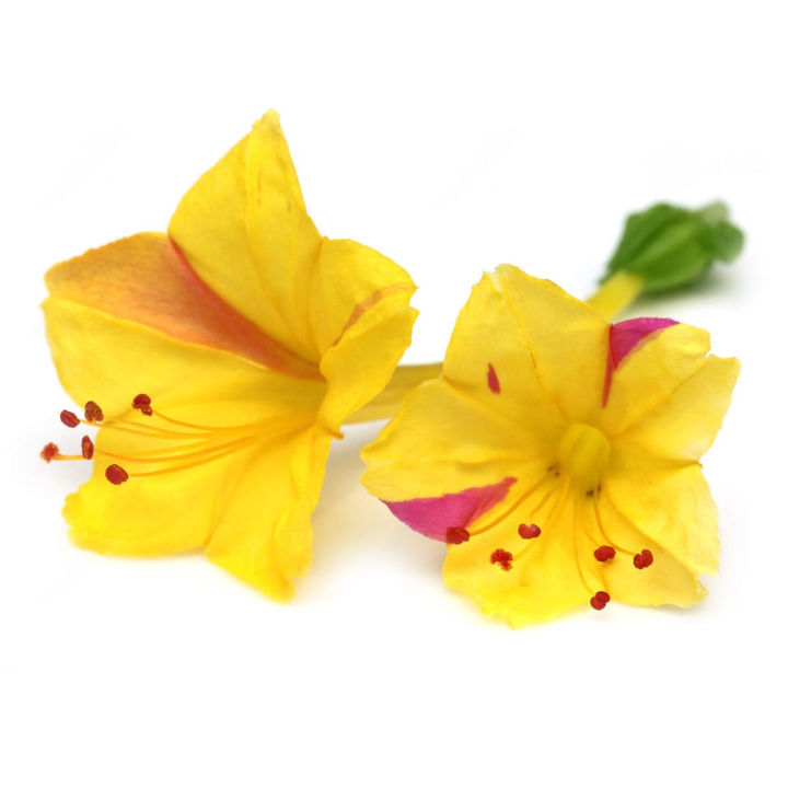 Gorgeous%20Pink%20Four%20O'Clock%20Flower%20(Sandhyamalati)%20seeds%20-%2015%20Pieces:%20Fragrant,%20Colorful,%20and%20Abundant%20Blooms%20-%20Image%207