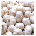 Big Garlic (Rosun)-- 1 Kg. 