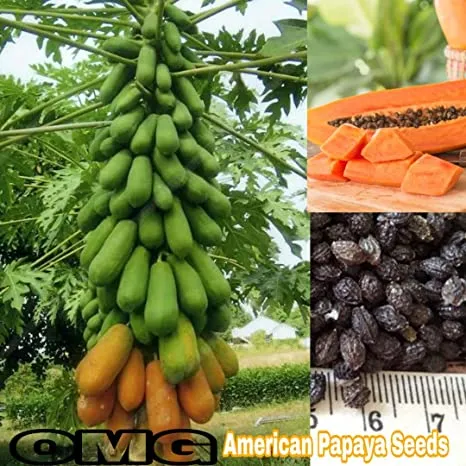 All%20Season%20Organic%20Bonsai%20Papaya%20Fruit%20Seeds-%2010%20Pcs%20Seeds%20-%20Image%208