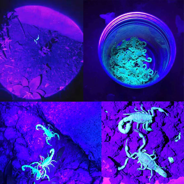 Purple%20White%20Dual%20Light%20Flashlight%20LED%20Ultraviolet%20Torch%20Zoom%20Retractable%20Flashlight%20Lamp%20Fluorescent%20Agent%20Detection%20Flashlight%201Pcs%20-%20Image%204