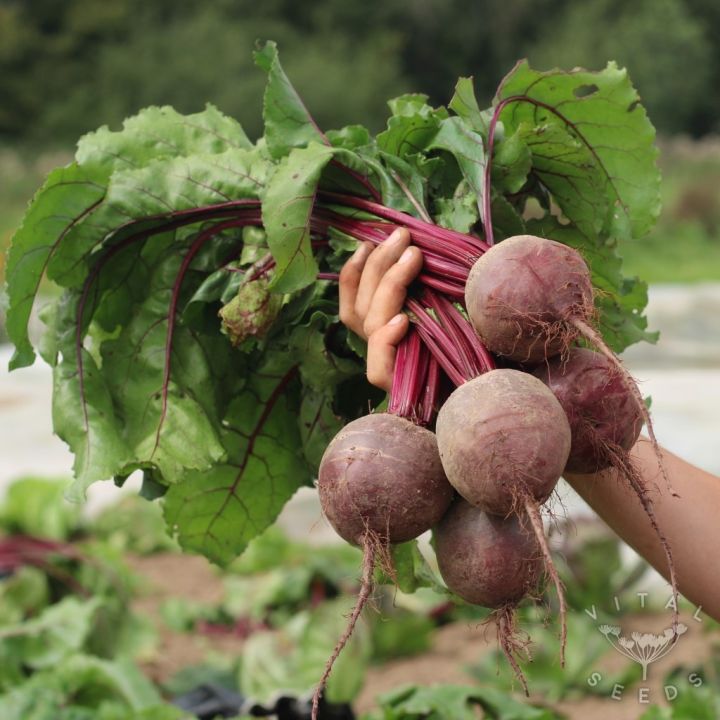 Beetroot%20Seed%20-%2003/06/10%20gram%20Seed%20-%20%E0%A6%AC%E0%A6%BF%E0%A6%9F%E0%A6%B0%E0%A7%81%E0%A6%9F%20/%20%E0%A6%AC%E0%A6%BF%E0%A6%9F%E0%A6%95%E0%A6%AA%E0%A6%BF%20%E0%A6%B2%E0%A6%BE%E0%A6%B2%20%E0%A6%AC%E0%A7%80%E0%A6%9F%20%E0%A6%8F%E0%A6%B0%20%E0%A6%AC%E0%A7%80%E0%A6%9C%20-%20Image%204