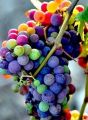 Rare Mix Multi Colour Grape Seeds -20 Pcs Seeds.