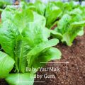 *Easy* Baby Gem Yau Mak Lettuce Seeds - 200 Seed *Pot Friendly* Tanam Pasu, Sayur Kecil, Small Gem Little Gem - Mango Garden. 