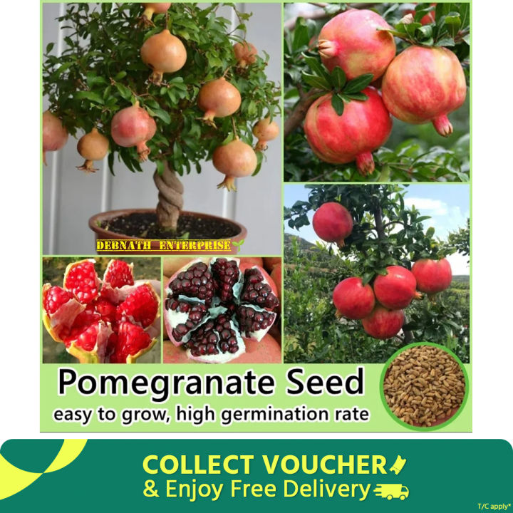 All Season Sweet Pomegrante Bedana - 20+ Seeds