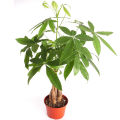 Dieffen bachia bonsai Home Money Tree plant Rare Indoor Bonsai Plantas Garden Pot bonsai Perennial Lucky Bonsais Plant-20Pcs seeds. 