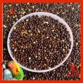 Black Millet For Bird Food 250g. 