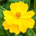 Yellow color 15+ Pice Kosmos Flower Hybrid Seeds.