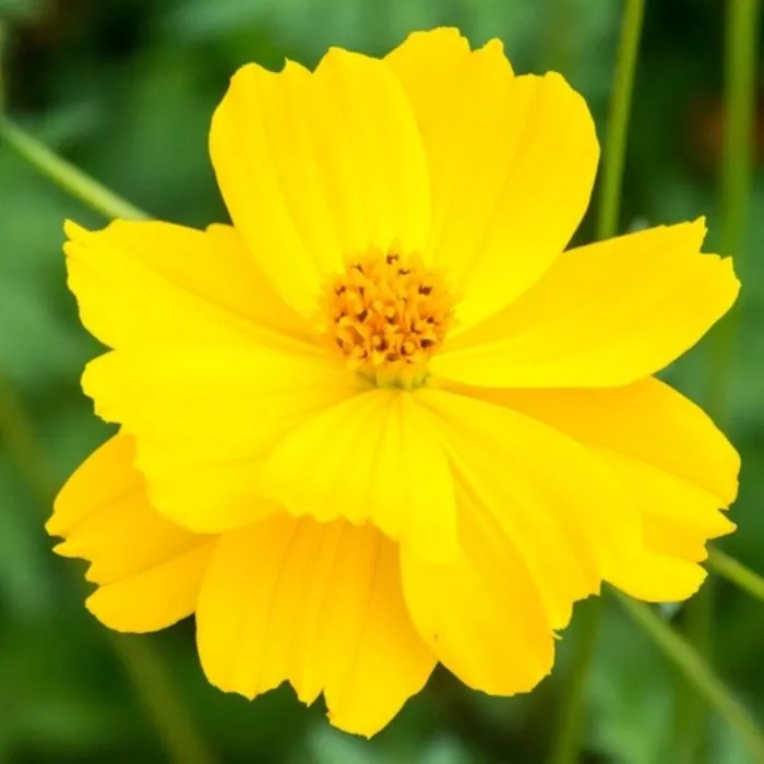Yellow%20color%2015+%20Pice%20Kosmos%20Flower%20Hybrid%20Seeds%20-%20Image%203