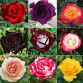 Global Mixed Rainbow Roses Flower Seeds - 20 Pcs Seeds. 