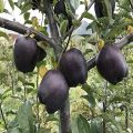 15 Pcs Black diamond apple tree Seeds.