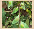 10 PCS Fruit Garden Nylon Protection Bag Insect-proof protection Bag Insect Mesh Net for Anti Insect.