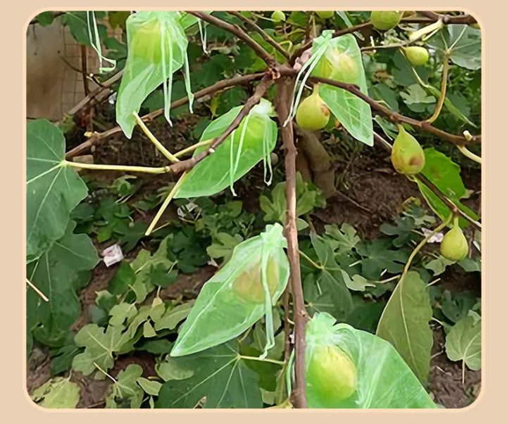 10%20PCS%20Fruit%20Garden%20Nylon%20Protection%20Bag%20Insect-proof%20protection%20Bag%20Insect%20Mesh%20Net%20for%20Anti%20Insect%20-%20Image%205