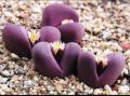Colorful Lithops Seeds for Plants, Pseudotruncatella ( D-24 ) - 10 pcs. 