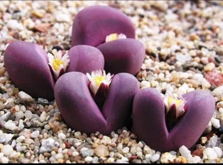 Colorful%20Lithops%20Seeds%20for%20Plants,%20Pseudotruncatella%20(%20D-24%20)%20-%2010%20pcs%20-%20Image%202