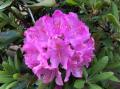 All Season Rodendro flower Hybrid seeds 30 pice + gift.