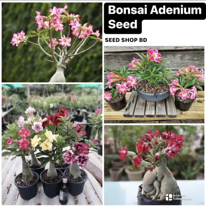 Mixed petal Bonsai Multicolor Adenium ObseumTree Seeds- 5pcs
