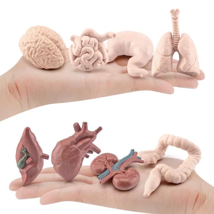 8pcs%20Simulation%20Human%20Body%20Organ%20Model%20Brain%20Heart%20Lung%20Liver%20Stomach%20Kidney%20Science%20Educational%20Toys%20Teaching%20Aids%20-%20Image%204